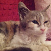 Tekir Kedi, Kedi  Bulut fotoğrafı