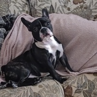 Fransız Bulldog, Köpek  Lola fotoğrafı