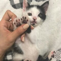 Tuxedo (Smokin) Kedi, Kedi  Karbon fotoğrafı