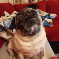 Pug, Köpek  Şans fotoğrafı