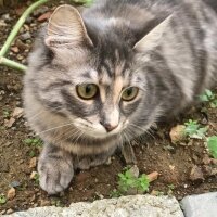 Maine Coon, Kedi  Nova fotoğrafı