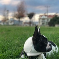 Fransız Bulldog, Köpek  yoda fotoğrafı