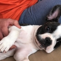 Fransız Bulldog, Köpek  yoda fotoğrafı