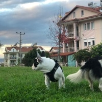 Fransız Bulldog, Köpek  yoda fotoğrafı