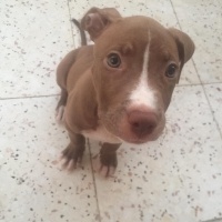 Amerikan Staffordshire Terrier, Köpek  Anna fotoğrafı