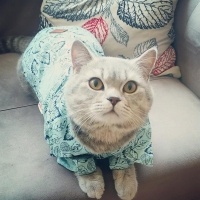 British Shorthair, Kedi  oscar fotoğrafı