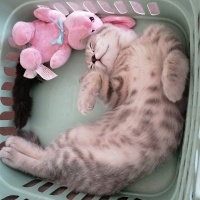 British Shorthair, Kedi  oscar fotoğrafı