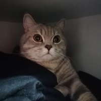 British Shorthair, Kedi  oscar fotoğrafı