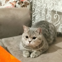 British Shorthair, Kedi  oscar fotoğrafı