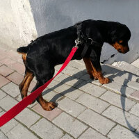 Rottweiler, Köpek  alex fotoğrafı