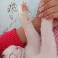 Tekir Kedi, Kedi  Minik fotoğrafı