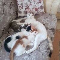 Tekir Kedi, Kedi  Minik fotoğrafı