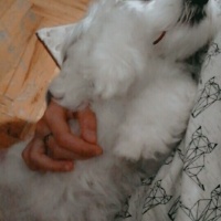 Maltese, Köpek  Badi fotoğrafı