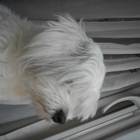 Maltese, Köpek  Badi fotoğrafı