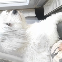 Maltese, Köpek  Badi fotoğrafı