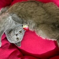 British Shorthair, Kedi  Oscar fotoğrafı