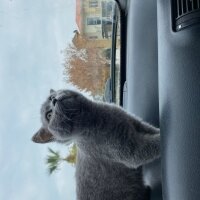 British Shorthair, Kedi  Oscar fotoğrafı