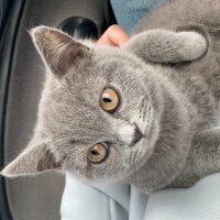 British Shorthair, Kedi  Oscar fotoğrafı