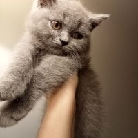 British Shorthair, Kedi  Oscar fotoğrafı