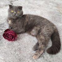 Scottish Fold, Kedi  Şükufe fotoğrafı