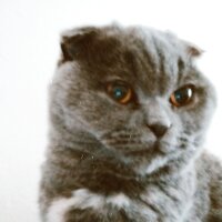 Scottish Fold, Kedi  Şükufe fotoğrafı