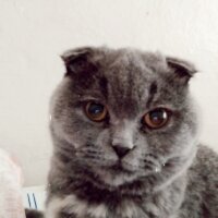 Scottish Fold, Kedi  Şükufe fotoğrafı