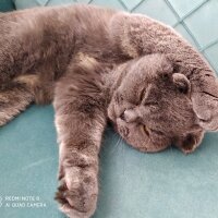 Scottish Fold, Kedi  Şükufe fotoğrafı