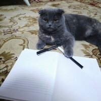 Scottish Fold, Kedi  Şükufe fotoğrafı