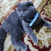 Scottish Fold, Kedi  Şükufe fotoğrafı