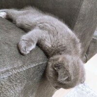 Scottish Fold, Kedi  Şükufe fotoğrafı