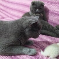 Scottish Fold, Kedi  Şükufe fotoğrafı