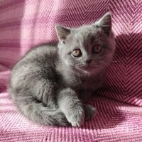 British Shorthair, Kedi  Jülide fotoğrafı