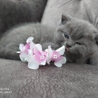 British Shorthair, Kedi  Jülide fotoğrafı