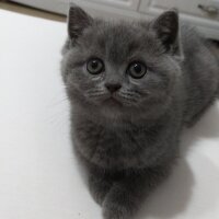 British Shorthair, Kedi  Jülide fotoğrafı