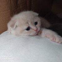 Scottish Fold, Kedi  Cedric fotoğrafı