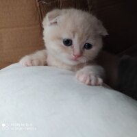 Scottish Fold, Kedi  Cedric fotoğrafı