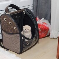 Scottish Fold, Kedi  Cedric fotoğrafı