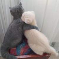 Scottish Fold, Kedi  Cedric fotoğrafı