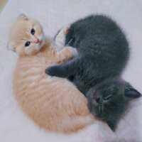 Scottish Fold, Kedi  Cedric fotoğrafı