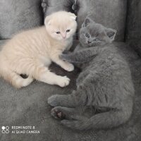 Scottish Fold, Kedi  Cedric fotoğrafı