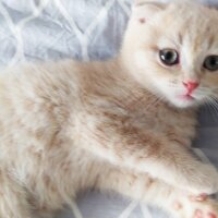 Scottish Fold, Kedi  Cedric fotoğrafı