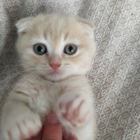 Scottish Fold, Kedi  Cedric fotoğrafı