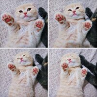 Scottish Fold, Kedi  Cedric fotoğrafı