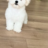 Maltese, Köpek  LEO fotoğrafı