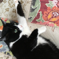 Tekir Kedi, Kedi  Boncuk fotoğrafı