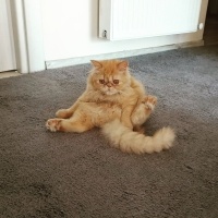 İran Kedisi (Persian), Kedi  Sushi fotoğrafı