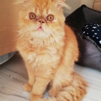 İran Kedisi (Persian), Kedi  Sushi fotoğrafı