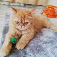 İran Kedisi (Persian), Kedi  Sushi fotoğrafı