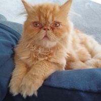 İran Kedisi (Persian), Kedi  Sushi fotoğrafı
