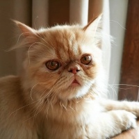 İran Kedisi (Persian), Kedi  Sushi fotoğrafı